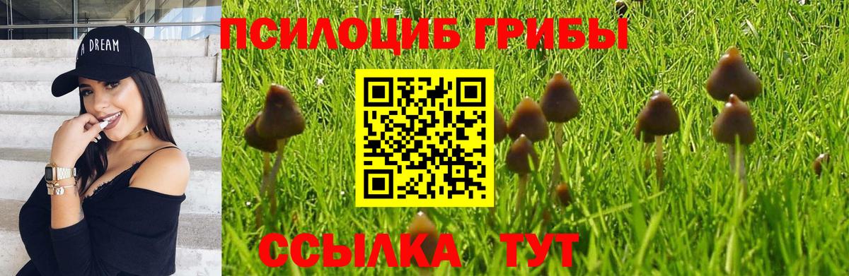 Галлюциногенные грибы Psilocybe Ирбит